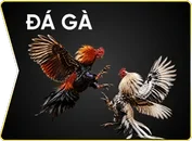 Sunwin 13 đá gà sunwin